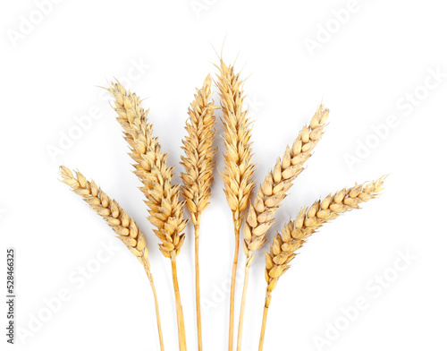 Dried ears of wheat on white background, top view