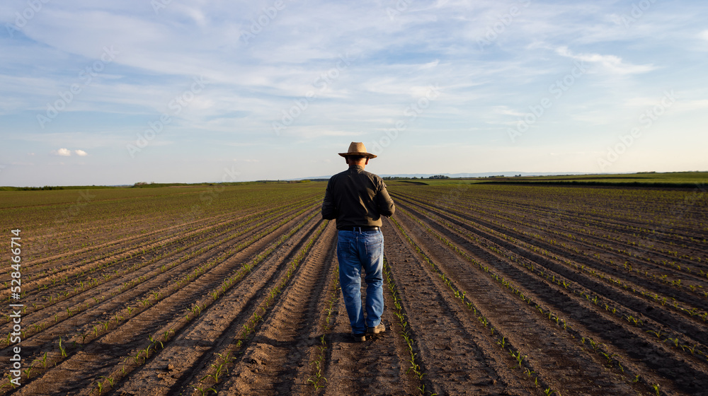 Rear view of senior farmer walking in corn field examining crop at sunset Rear view of senior farmer walking in corn field examining crop at sunset