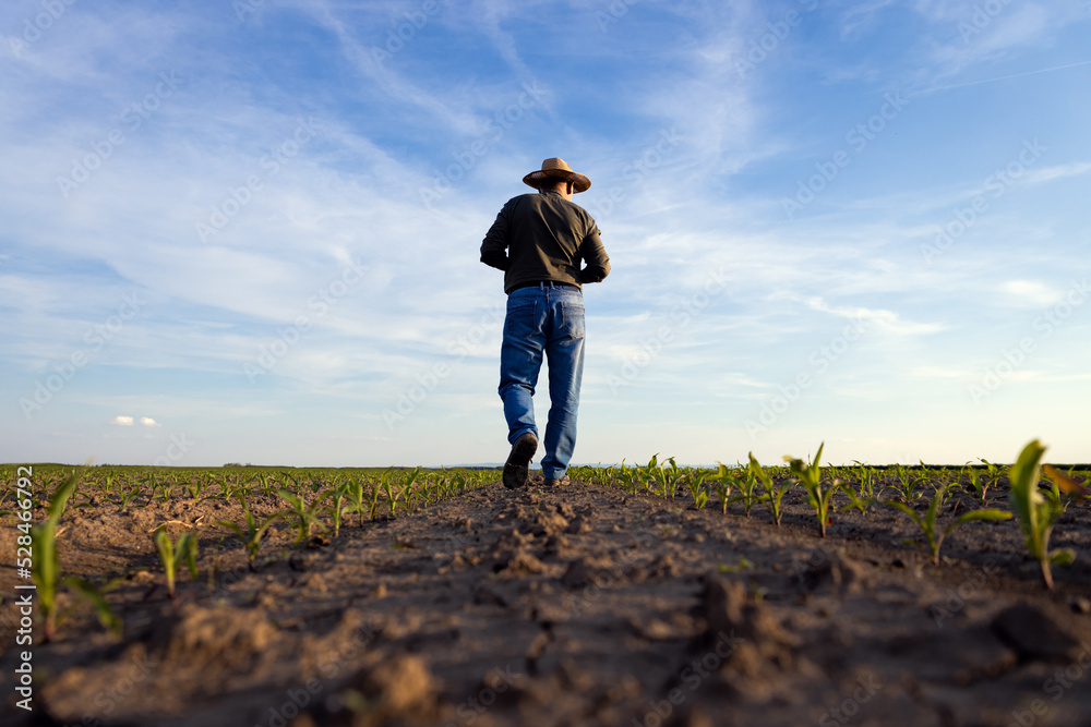 Rear view of senior farmer walking in corn field examining crop at sunset Rear view of senior farmer walking in corn field examining crop at sunset