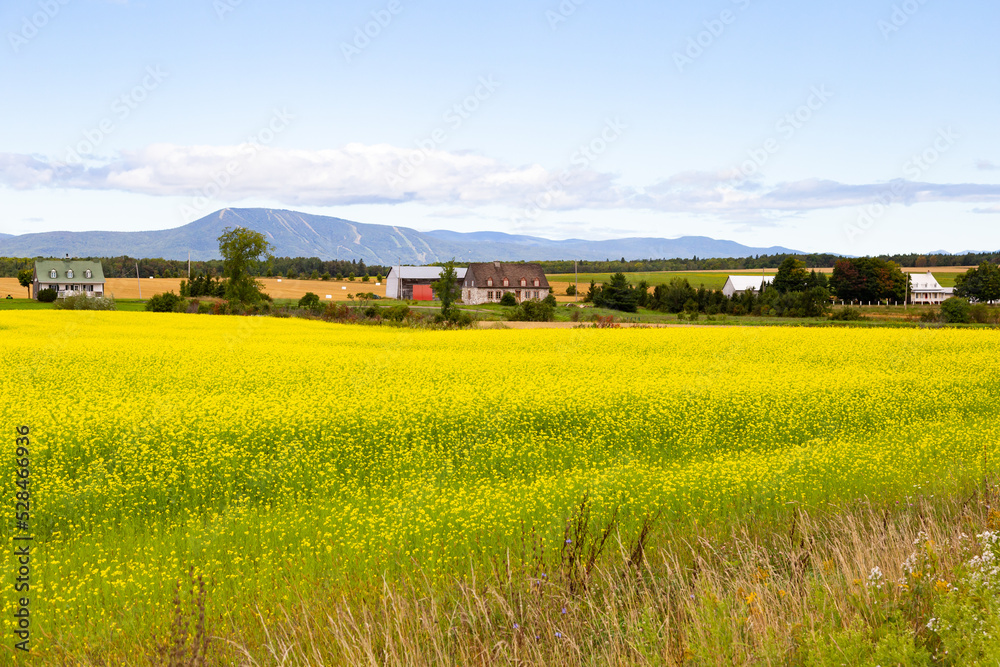 Yellow blooming canola flowers in field, with French-style houses and barns, and the Laurentian mountains in the background, St. Laurent, Island of Orleans, Quebec, Canada