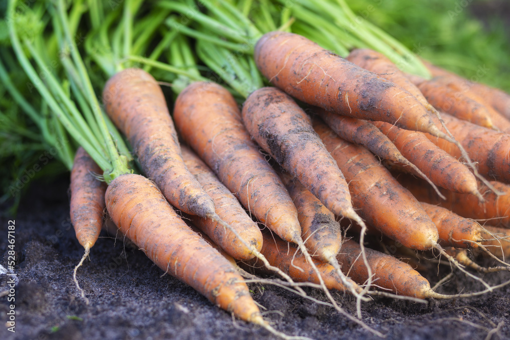 Fresh carrots. Harvest fresh organic carrots on the ground.