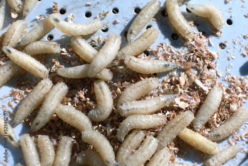 Close-up of the maggots. Macro shot of the larvae. Bait for catching fish.
