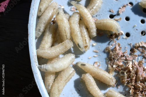 Close-up of the maggots. Macro shot of the larvae. Bait for catching fish.