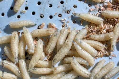 Close-up of the maggots. Macro shot of the larvae. Bait for catching fish.