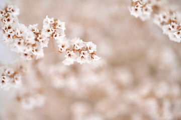 Papier peint photo  Gypsophila dry little white flowers light macro. Flowers on light blue background macro  © PHOTOLIFESTYLE
