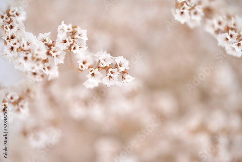 Gypsophila dry little white flowers light macro. Flowers on light blue background macro © PHOTOLIFESTYLE