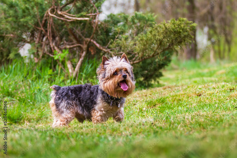Little Yorkshire Terrier running on a green field. Little Yorkshire Terrier running on a green field.