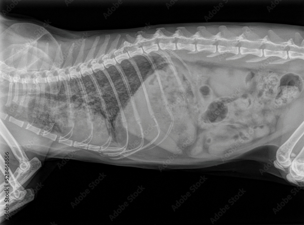 X Ray Of A Pregnant Cat With A Traumatic Diaphragmatic Hernia Photos
