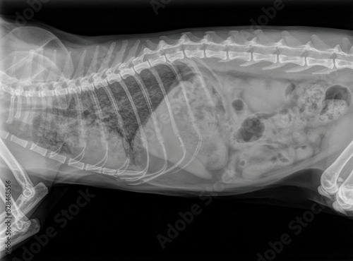 x-ray of a pregnant cat with a traumatic diaphragmatic hernia