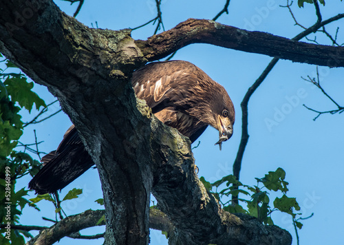 Juvenille Bald Eagle in tree with fish. Upper Crooked Lake, Delton, MI photo
