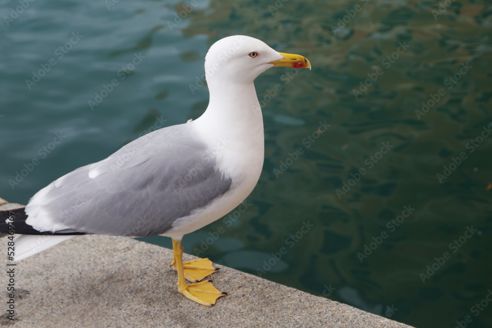 A seagull in Camogli, Ligurian Riviera, Italy A seagull in Camogli, Ligurian Riviera, Italy