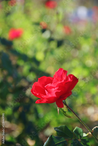 Red roses blooming in a garden 