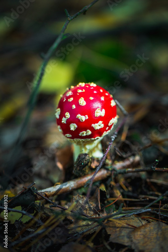 Beautiful fly agaric in autumn forest.