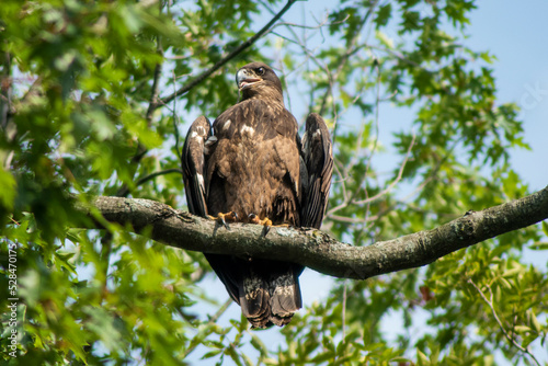 American Bald Eagle perched in tree. Delton, MI photo