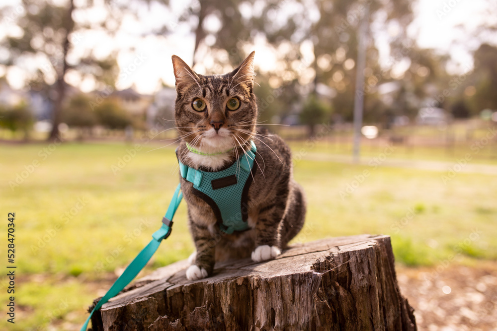 © Austockphoto - Close up shot of a cat sitting on a tree stump with a blue green leash © Austockphoto - Close up shot of a cat sitting on a tree stump with a blue green leash