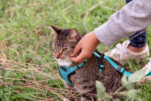 Close up shot of a cat with a blue green leash being touched by a person photo