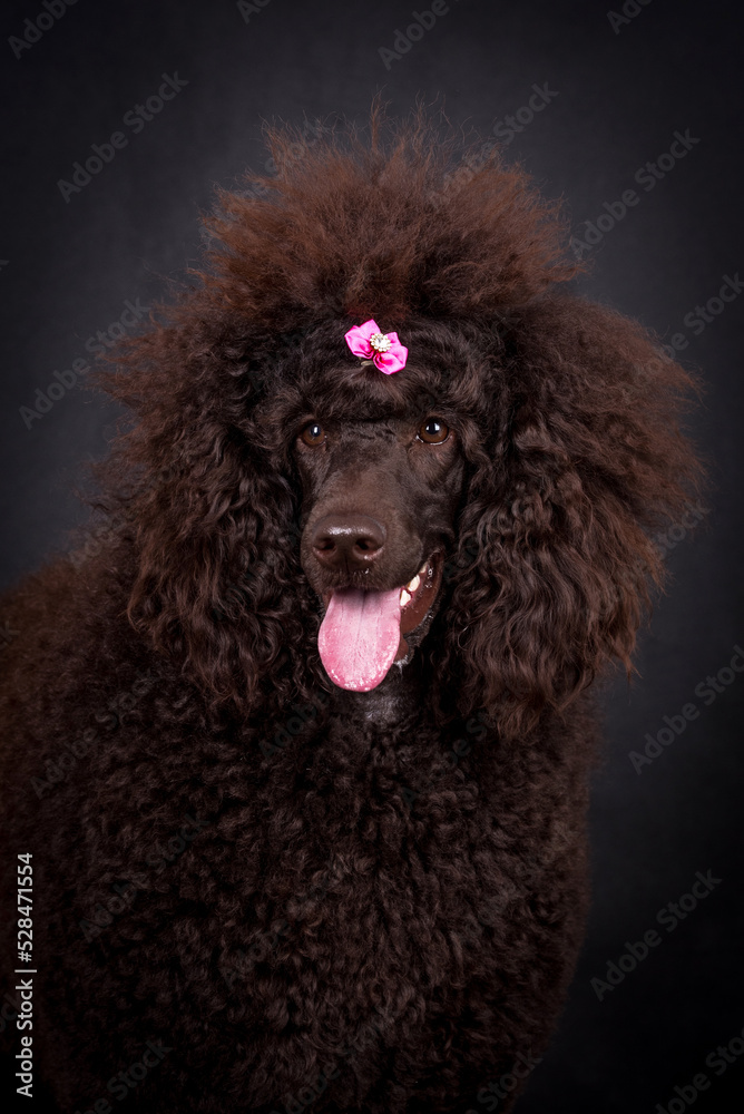the portrait of the giant brown poodle dog the portrait of the giant brown poodle dog
