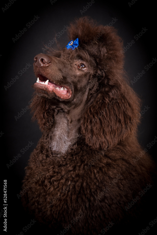 the portrait of the giant brown poodle dog the portrait of the giant brown poodle dog