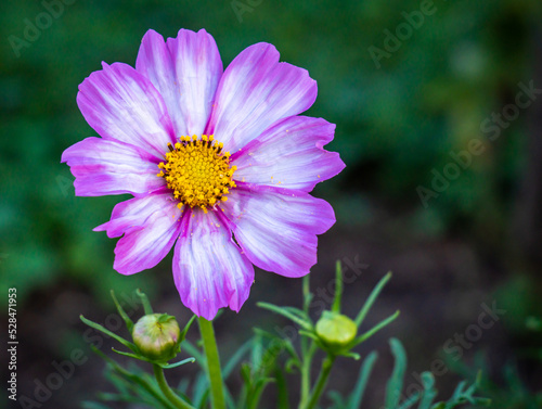 Fleur rose sur fond sombre