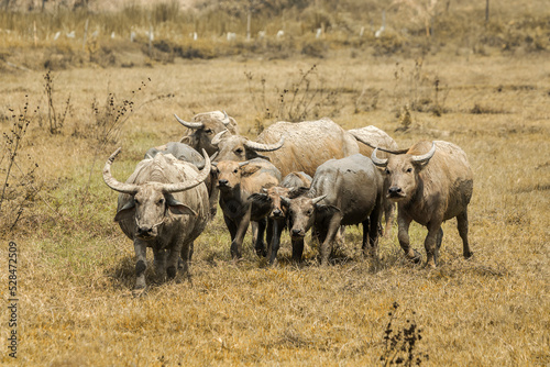 Long horn herd of buffaloes in the field