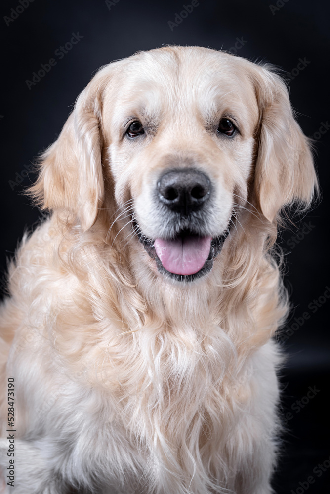 portait of the Golden retriever dog portait of the Golden retriever dog