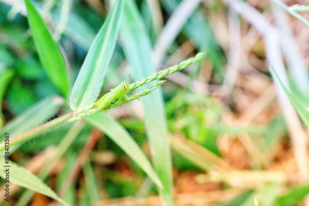 grass with dew grass with dew