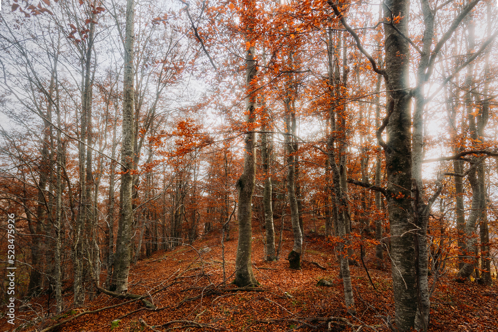 autumn in the red forest autumn in the red forest