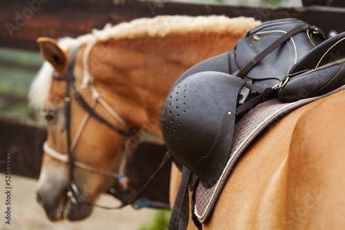 Haflinger breed horses used to teach people how to ride a horse. Detail view of the saddle and riding helmet.