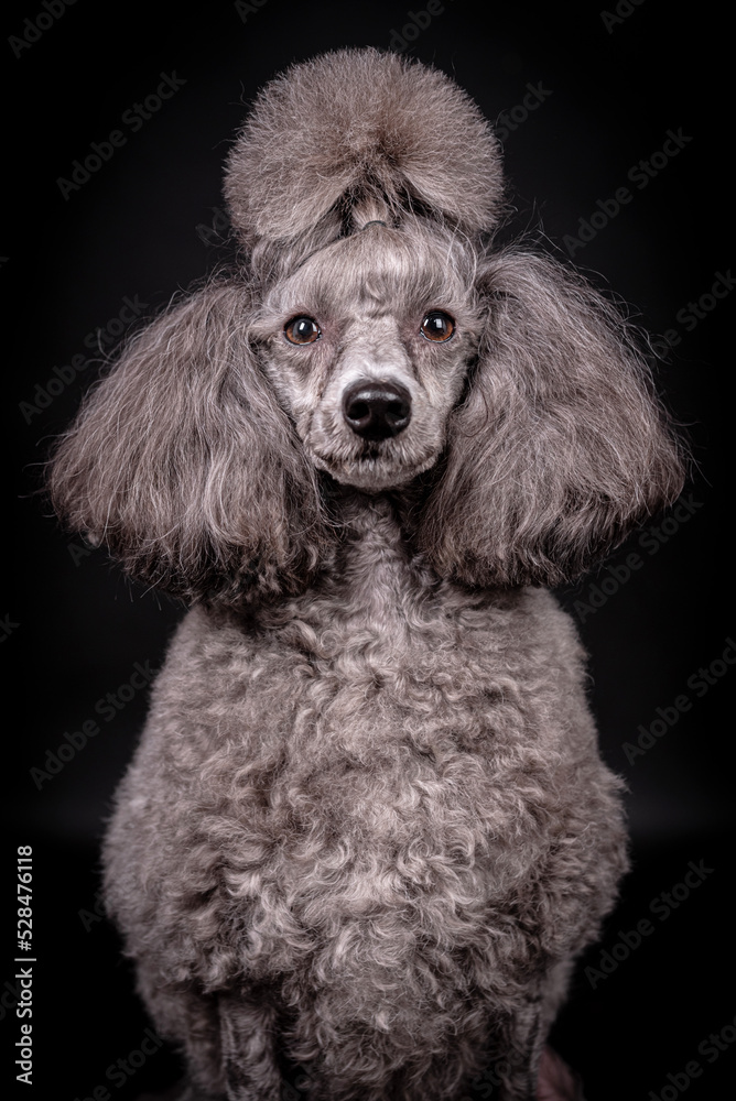 portrait of the grey Poodle Dog portrait of the grey Poodle Dog