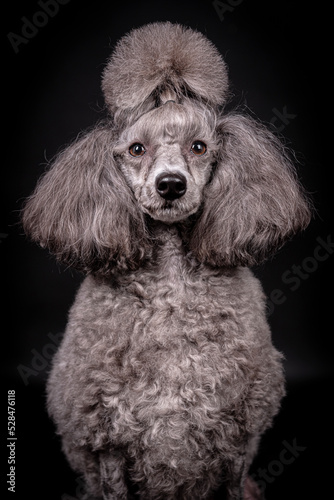 portrait of the grey Poodle Dog