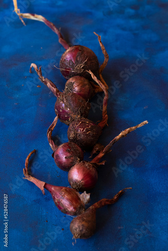 red dirty onion on abstraczerwona surowa brudna cebula uprawa zbiór zdrowa ostra warzywoct background