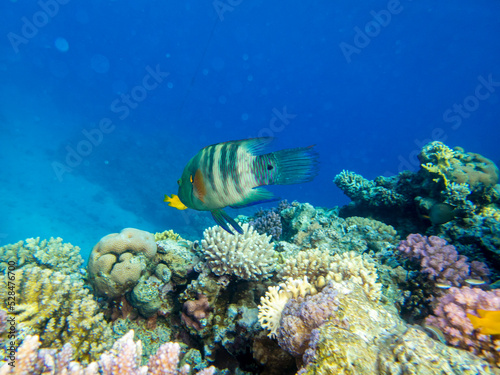 Beautiful inhabitants of the underwater world in the Red Sea, Hurghada, Egypt