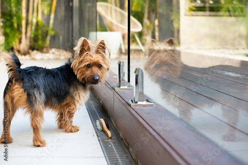 small dog standing near pool fence photo