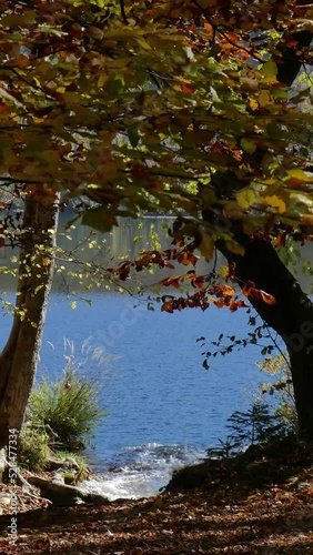 Water Stream Flowing into a Blue Lake in Autumn Vertical Video