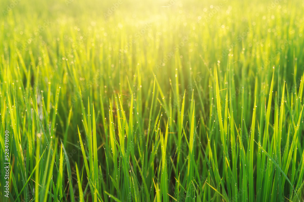 Beautiful sunrise in rice field Beautiful sunrise in rice field
