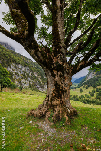 tree trunk of a giant sycamore in Gental