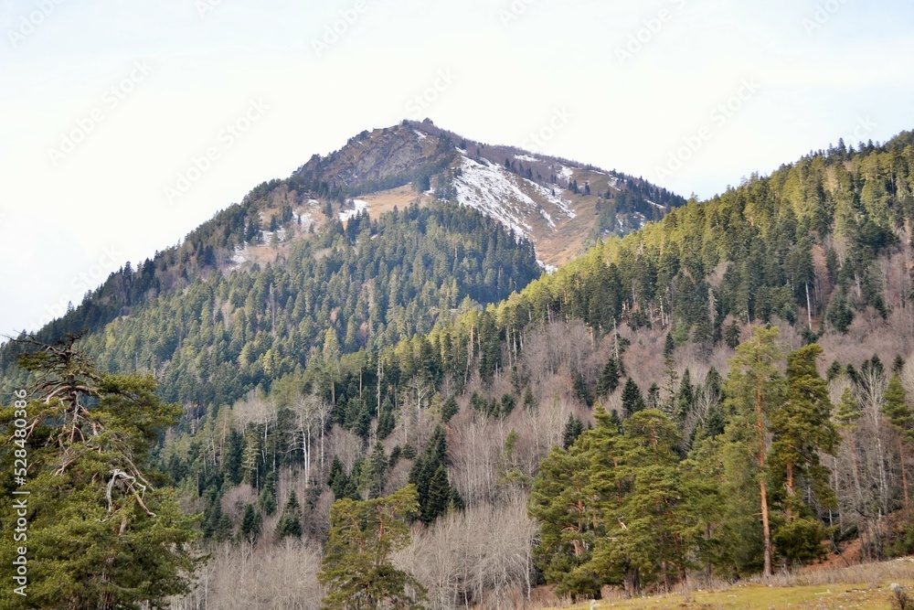 Mountain and trees