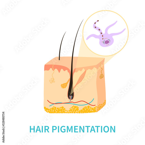 Melanocyte cell biology and hair colour pigmentation diagram. Melanin pigment production and distribution process. Melanosome transfer to keratinocytes in closeup. Vector illustration.