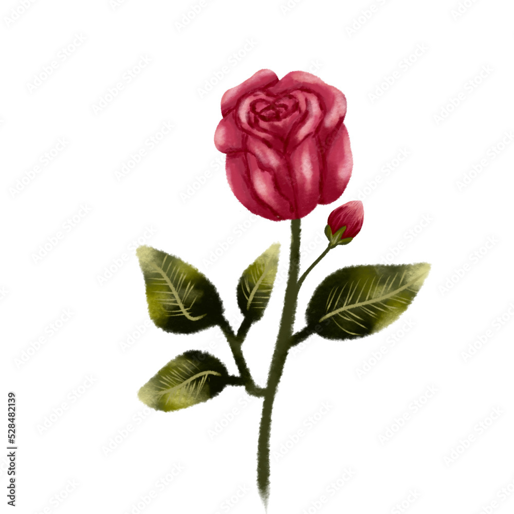 single red rose hand drawn illustration single red rose hand drawn illustration