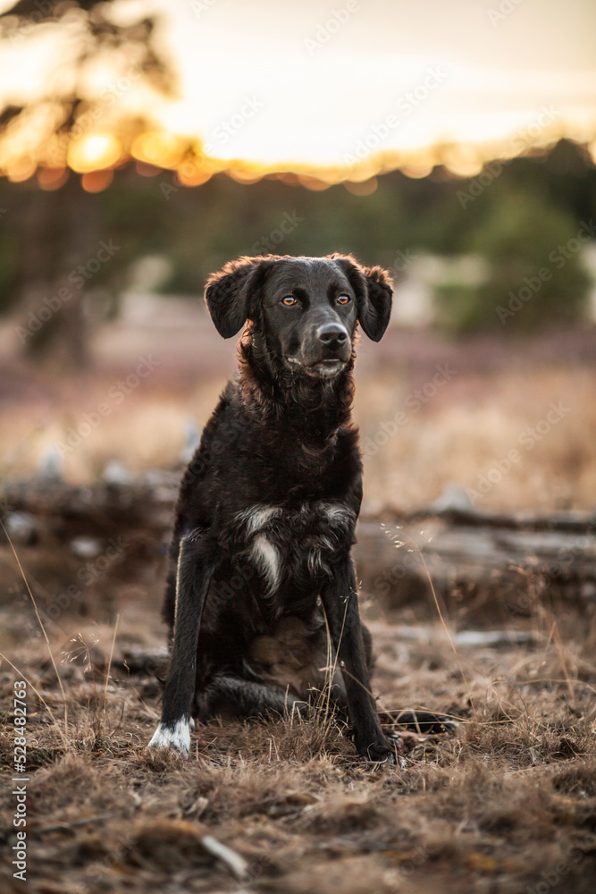 Black rescue dog during sunset in nature