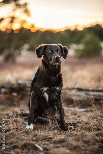 Black rescue dog during sunset in nature © gertrude