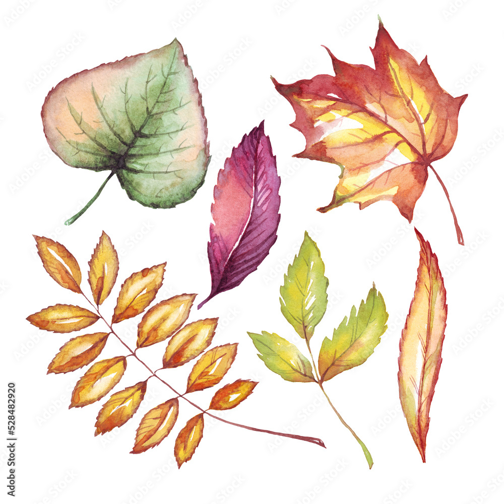 Fototapeta premium Fall leaf. Watercolor clipart. Hand-painted illustration