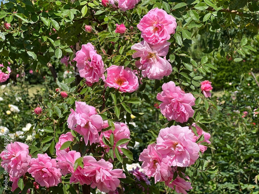 Rosa shrub with lush pink flowers in the summer garden.
