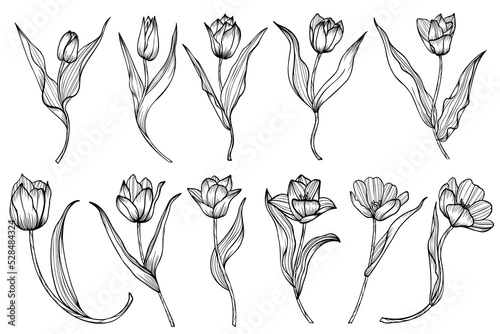 hand drawn flowers tulip 