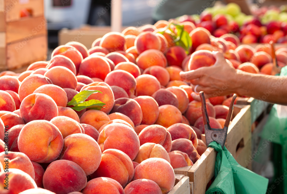 Fresh Yellow Peaches in early Morning Light at a Local Market with Human Hand Fresh Yellow Peaches in early Morning Light at a Local Market with Human Hand