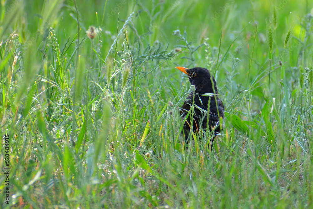 Blackbird on the grass Blackbird on the grass