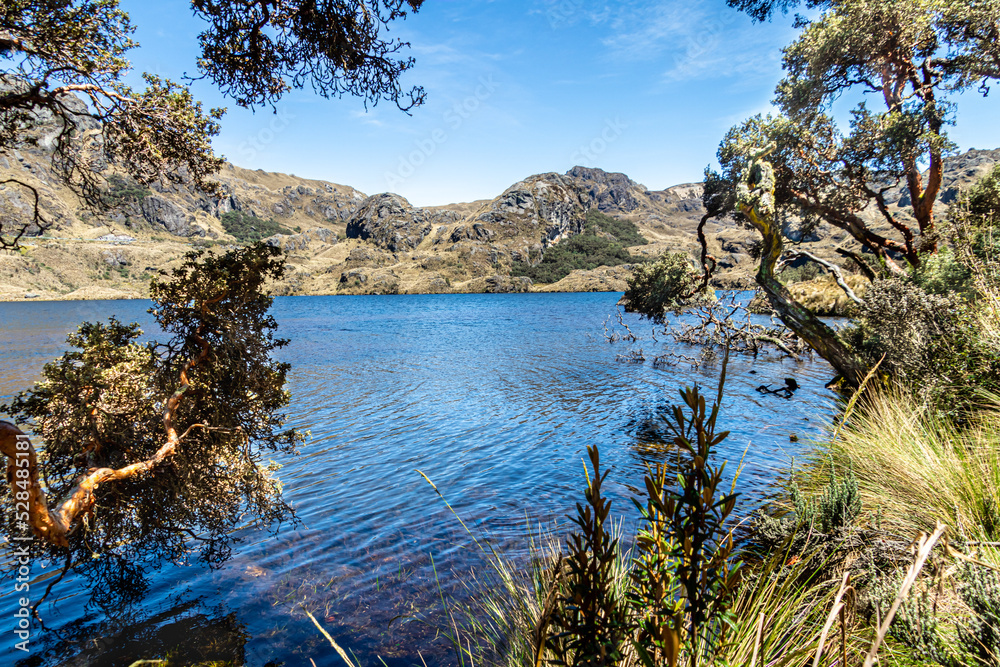 El Cajas National park, Polylepis tree or Paper tree at the Toreadora lake coast Mountain landscape. Ecuador, close to city Cuenca El Cajas National park, Polylepis tree or Paper tree at the Toreadora lake coast Mountain landscape. Ecuador, close to city Cuenca