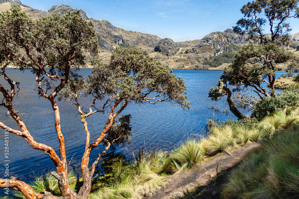 Touristic trail and Polylepis trees or Paper trees at the Toreadora lake coast at National Park El Cajas, Andean Highlands, Azuay province, Ecuador.