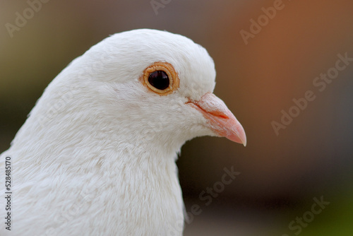 Close up of a white pigeon dove © Tibor Dihen