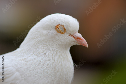 Close up of a white pigeon dove © Tibor Dihen